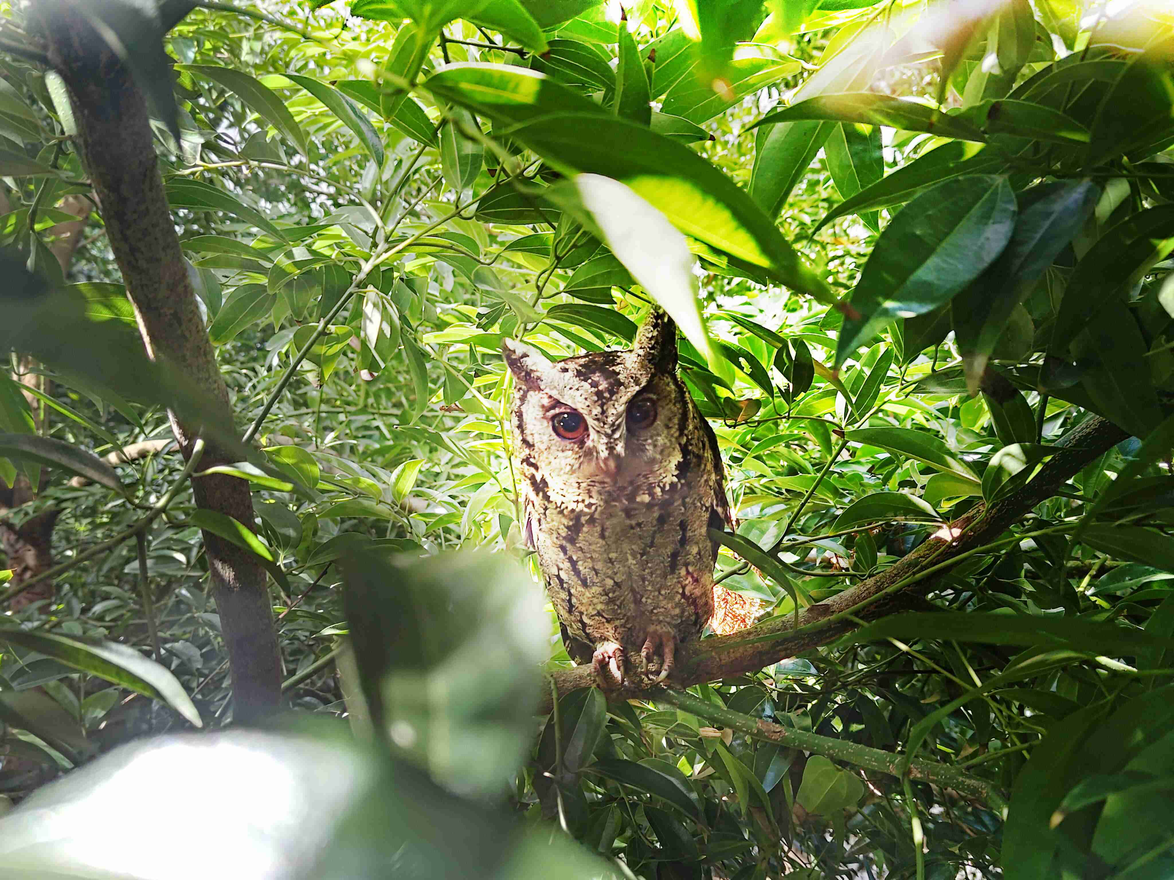 赏金国际致力提倡净零绿生活，，16年以来在全球各厂区植树逾百万棵，，，造就各厂区树木蔚然成林，，犹如森林工厂，，成为许多生物的栖息地
